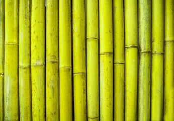 Photo sur Plexiglas Bambou Fond de texture de clôture en bambou vert