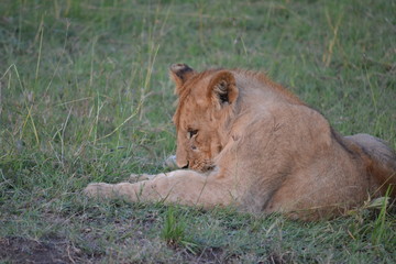 Fototapeta na wymiar Lion in Maasai Mara, Kenya, Africa