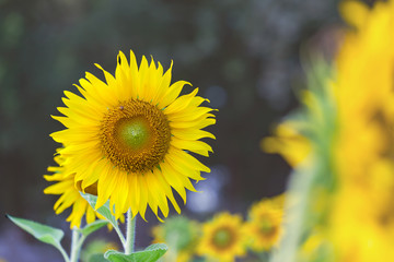 Field of beauty sunflowers.