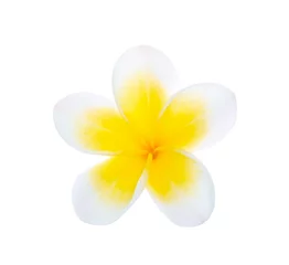 Foto auf Acrylglas frangipani (plumeria) isolated on white background © wealthy lady