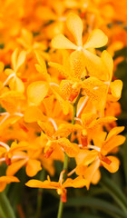 Closeup of Orange orchid flowers with green leaf