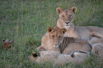 Fototapeta na wymiar Lion pride in Kenya