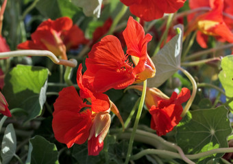 Bright flowers of nasturtium