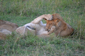 Lion cubs playing in Africa