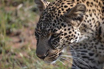 Fototapeta na wymiar Leopard closeup in Kenya, Africa