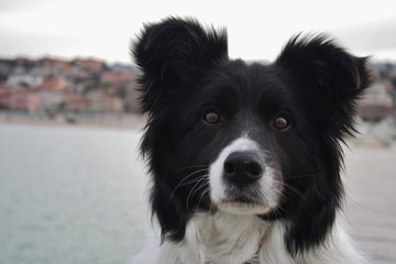 Border Collie