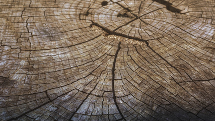 Fototapeta premium Deep cracks of tree for abstract background.