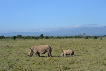 Fototapeta na wymiar Rhino and baby in Lake Nakuru, Kenya
