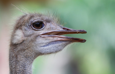 Common Ostrich Live In Khao Kheow Open Zoo, Thailand.