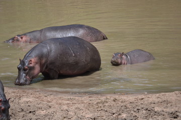 baby hippo with herd in Maasai Mara