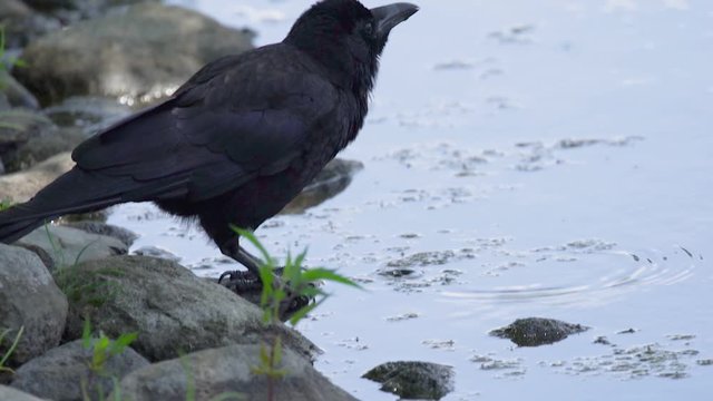 カラスが水を飲む瞬間
The moment the crow drinks water