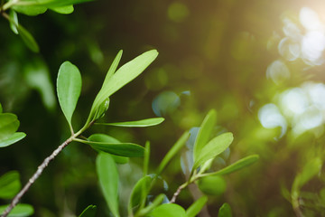 Autumn Green Leaves Bokeh Background with Sunlight Flare in the Morning