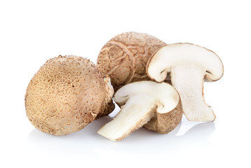 Shiitake mushroom on the White background
