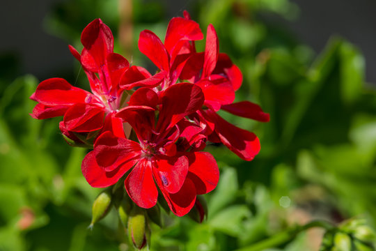 Red garden geranium flowers