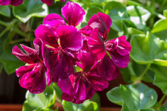 Purple garden geranium flowers
