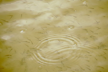 small fish in the pond near the shore