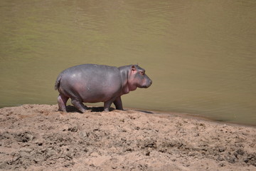 baby hippo in Maasai Mara