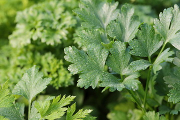 Fresh celery in the garden