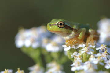 Young tree frog (Hyla arborea) is sitting on flower
