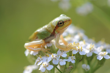 Young tree frog (Hyla arborea) is sitting on flower
