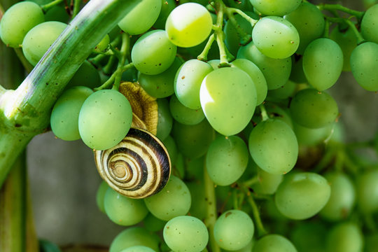 Snail on a grape stem, closeup