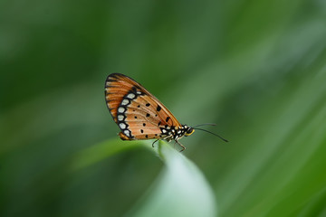 Fototapeta na wymiar butterfly on Twigs (Common tiger butterfly)