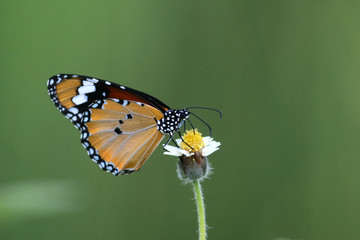 Fototapeta na wymiar butterfly Common tiger perching on beautiful flower as background
