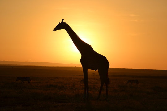 Giraffe silhouette in African sunset