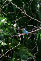 Female Common Kingfisher (Alcedo atthis) in Japan - カワセミ