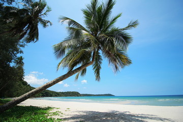 Fototapeta na wymiar Beautiful tropical island beach, Palm Panorama Relaxation in Peace