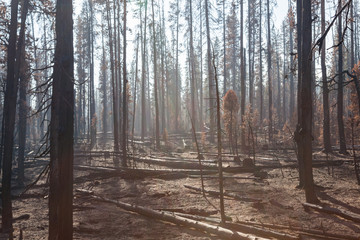 Smokey Forest Fire Aftermath