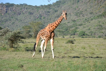 Giraffe in Maasai Mara