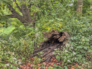 Log in forest