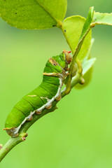 Butterfly caterpillar .