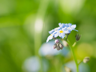 Forget-me-nots Flowers on green background. closeup flower bud amongst others signifying promise of...