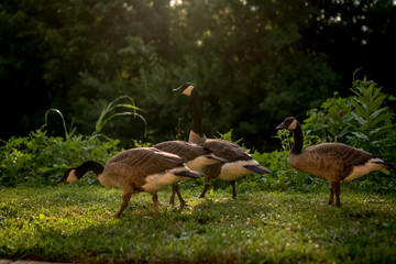 Wandering Geese