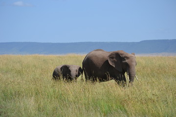 Obraz na płótnie Canvas Elephant and calf in Kenya