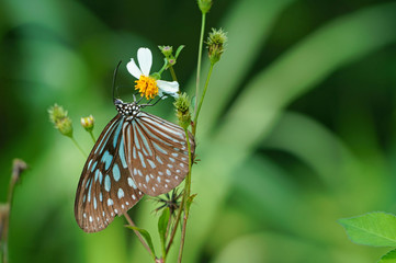 Butterfly with bidens pilosa flower in the field