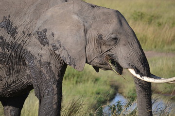 Elephant in Kenya