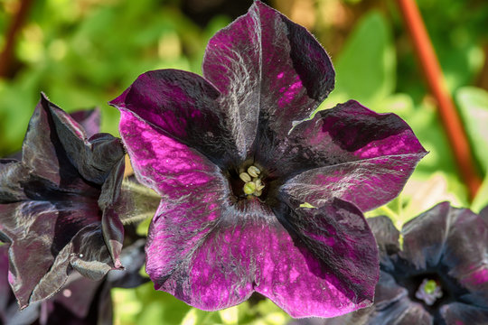 Black petunia flowers
