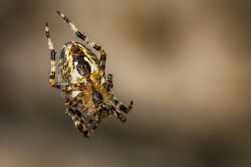 Brown small spider