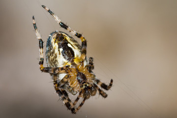 Brown small spider