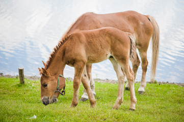 Naklejka na ściany i meble Horse on the field near lake