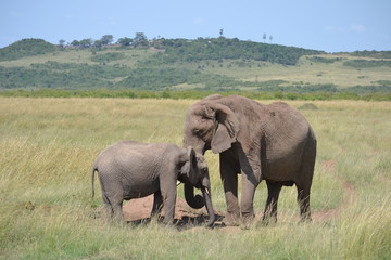 Naklejka na ściany i meble Elephant mother and calf in Kenya