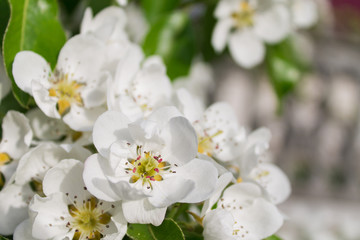 Fototapeta na wymiar Pear flowers on a blurred background