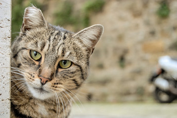 Street cat