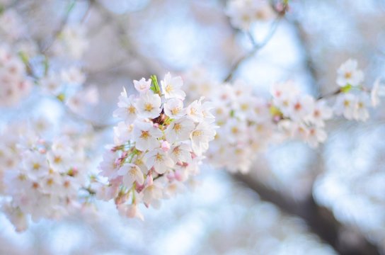 sakura cherry bloosom 