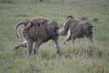 Baby baboon riding atop mother in Kenya