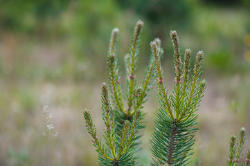 Young coniferous trees