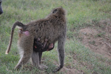 Baby baboon clinging to mother in Kenya - Powered by Adobe